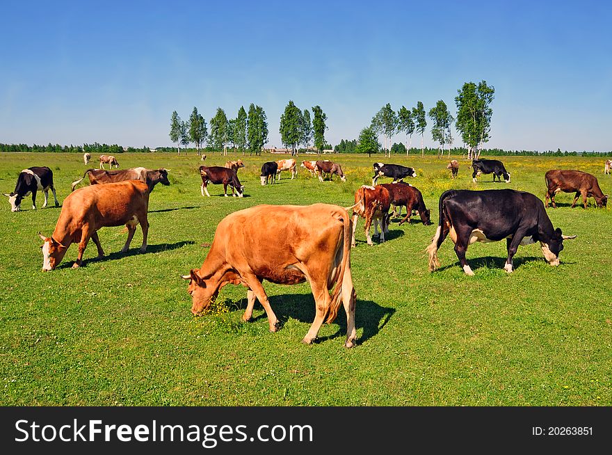 A cows on a summer pasture in a summer rural landscape