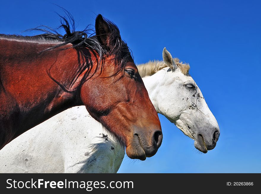 A heads of a horses against the sky