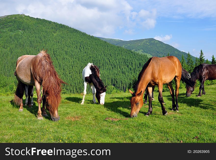 Horses on a summer pasture in a rural landscape.
