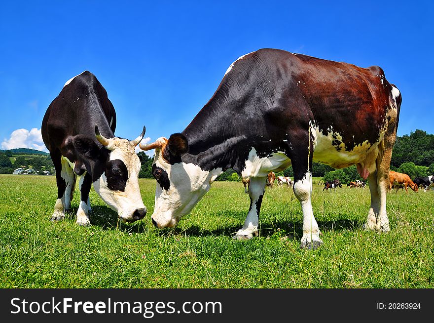 A cows on a summer pasture in a summer rural landscape