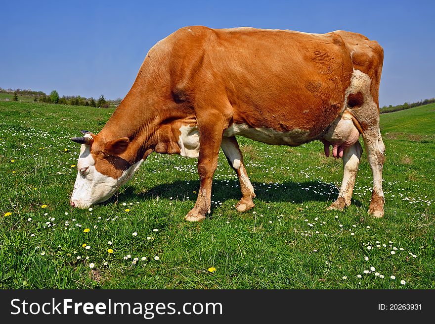 A cow on a summer pasture in a summer rural landscape