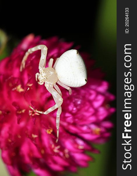 White spider sitting on pink flower.