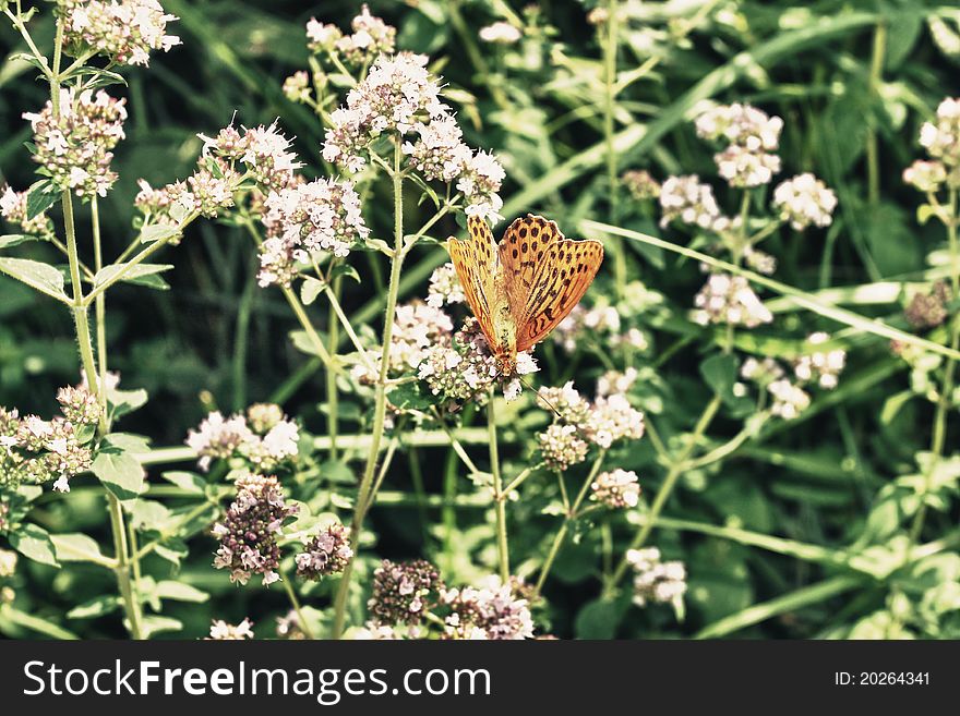 Foto of Butterfly on the flower hdr