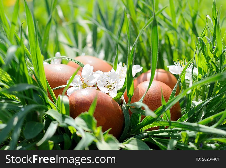 Easter eggs decorated with flowers in the grass. Ð•aster eggs coloured in natural dyes - onion peel. Easter eggs decorated with flowers in the grass. Ð•aster eggs coloured in natural dyes - onion peel.