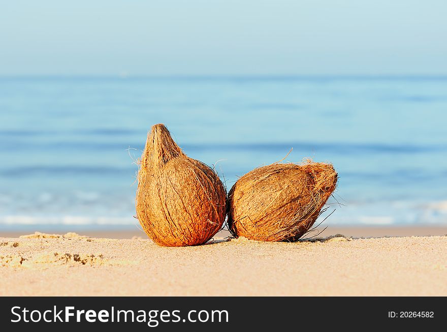 Two coconuts on the sand at the sea