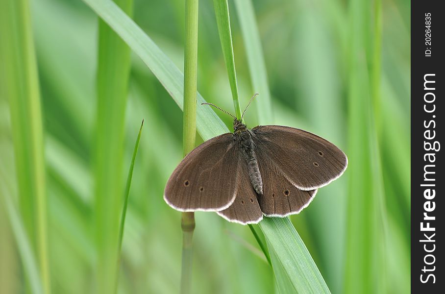 Big brown butterfly resting on grass