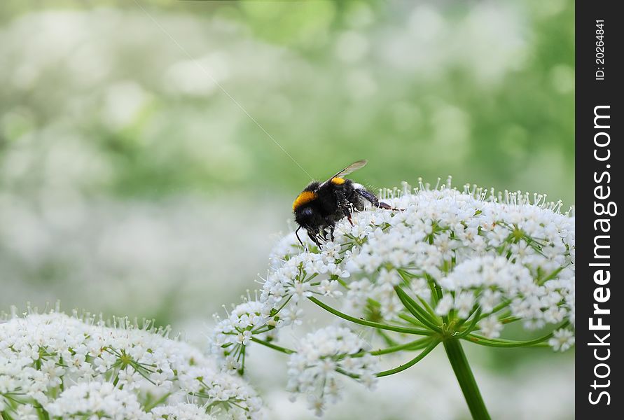 Single honeybee sitting on white flowers in the garden