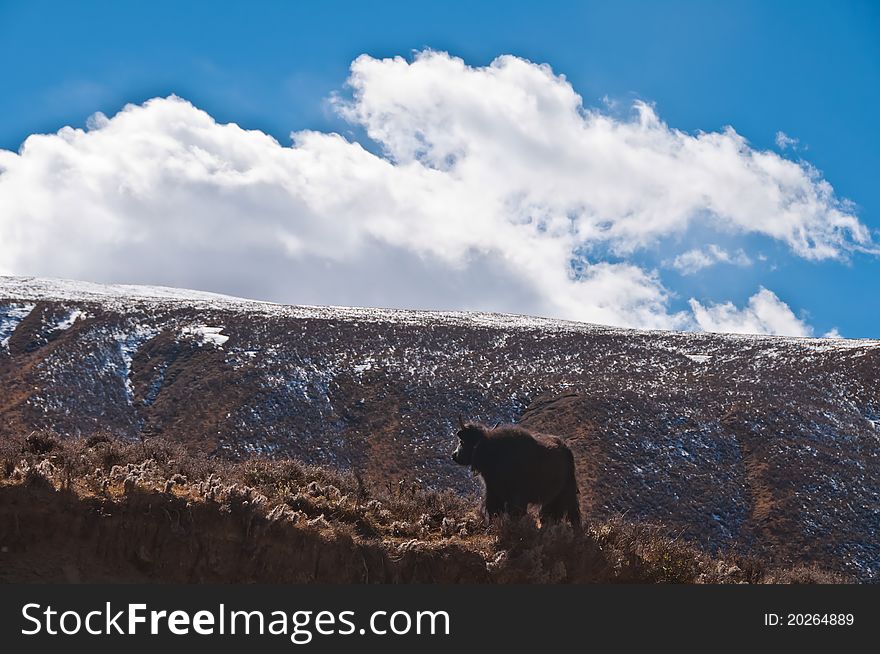 A yak Looking at the snow mountain