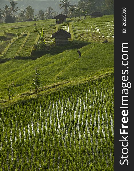 Rice field in Bali, Indonesia. Rice is the staple food in the region.