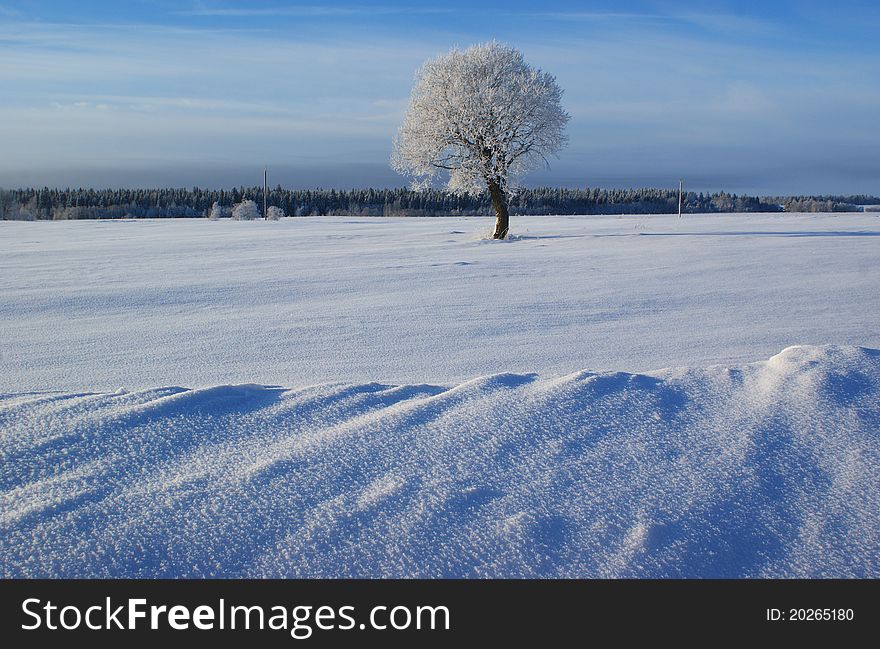 Winter landscape, snow field, a solitary tree, frosty day. Winter landscape, snow field, a solitary tree, frosty day