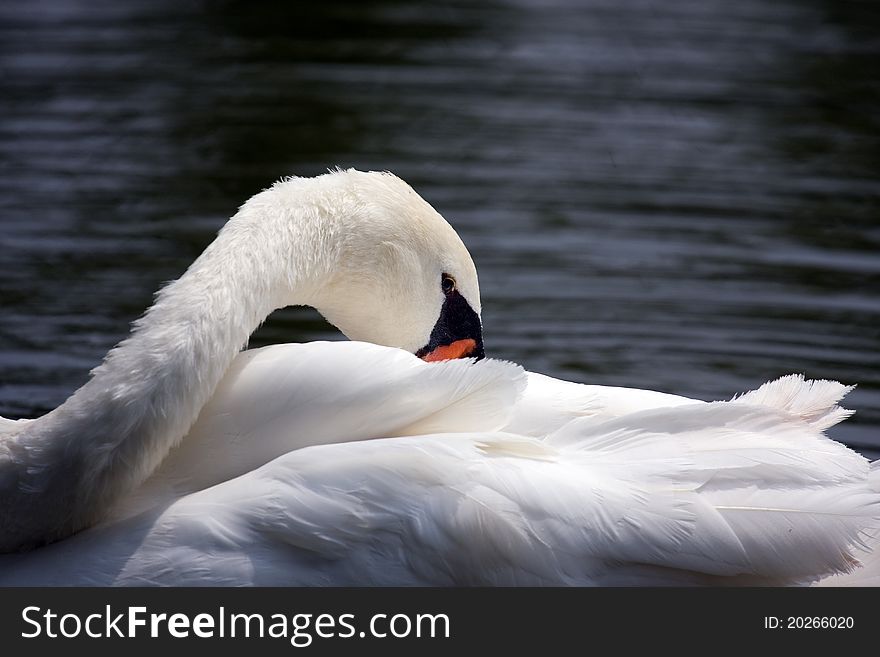 White swan in the water