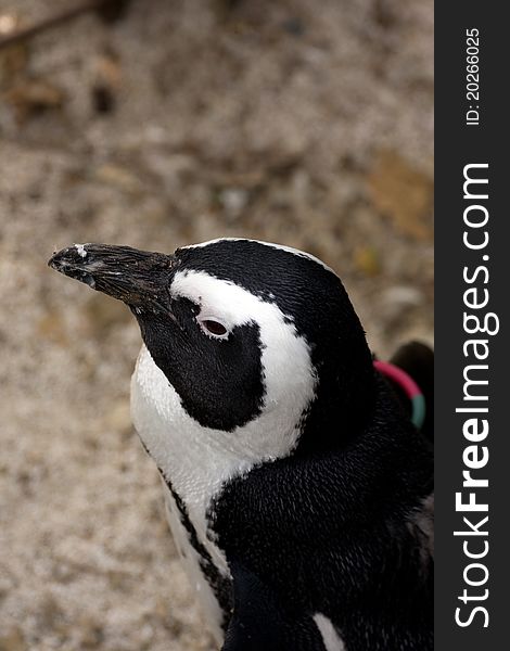 African penguin in the italian park near Turin