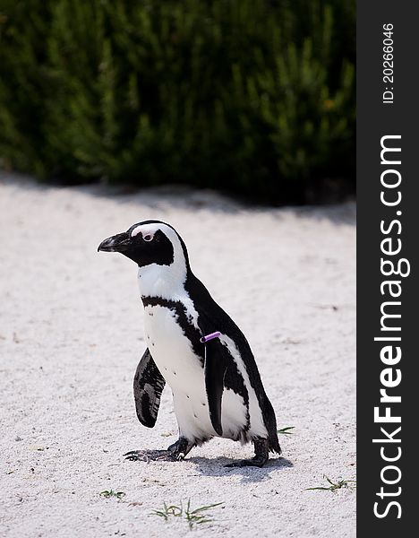 African penguin in the italian park near Turin