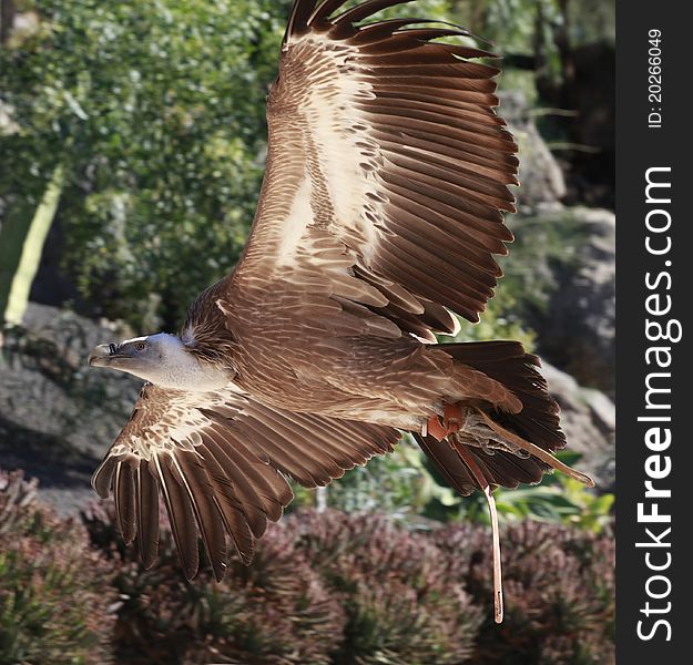 Detail of a griffon vulture flying in a park in summer