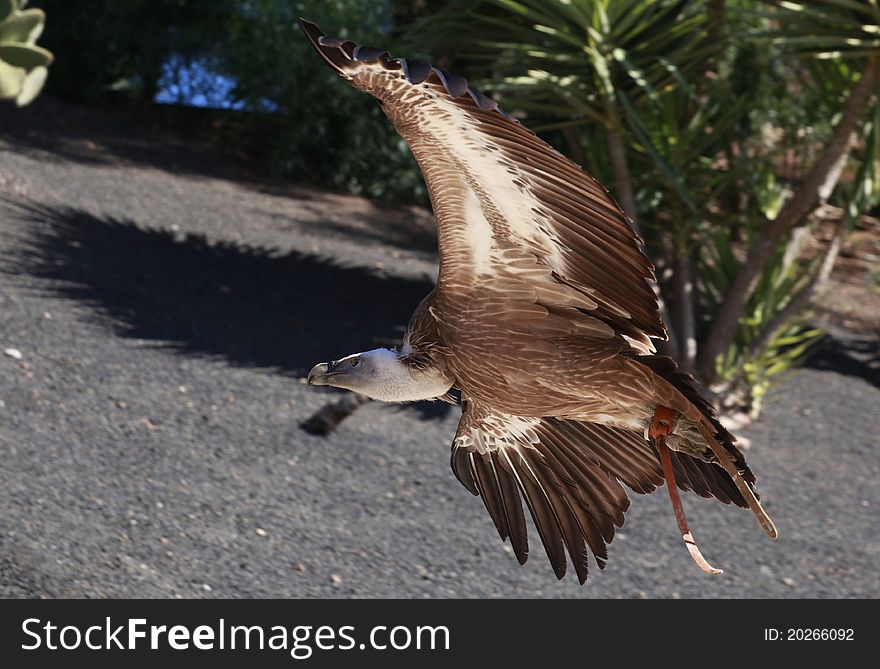 Griffon Vulture Flying In A Park