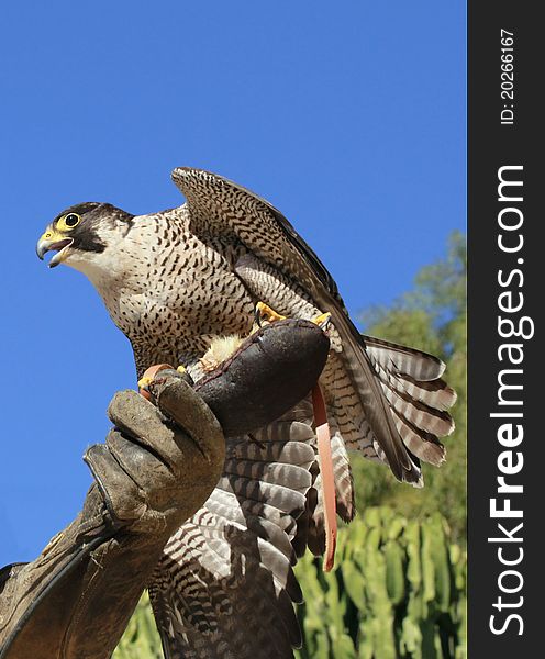 Detail of a falcon sitting on a falconer's hand. Detail of a falcon sitting on a falconer's hand