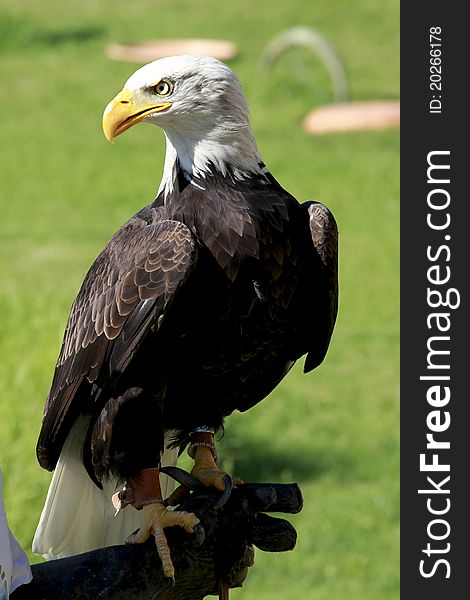 Bald Eagle standing on a man's hand