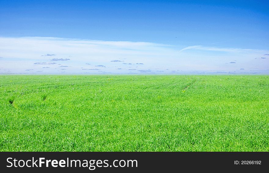 Background of cloudy sky and green grass. Background of cloudy sky and green grass