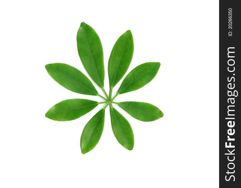 View directly above green leaf pattern
