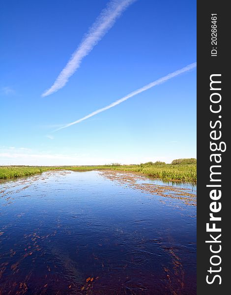 Horsetail and duckweed in marsh