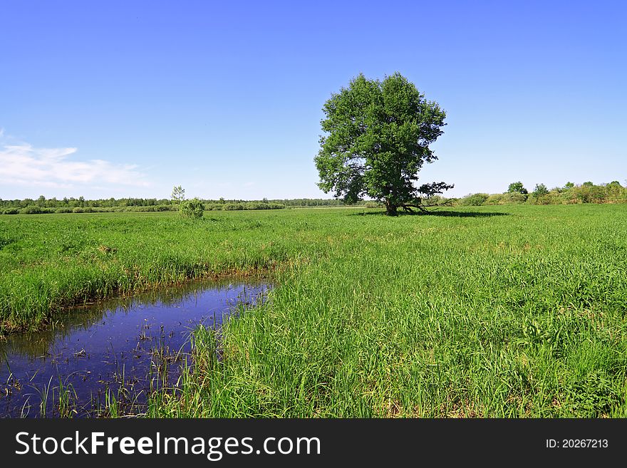 Big oak on green field