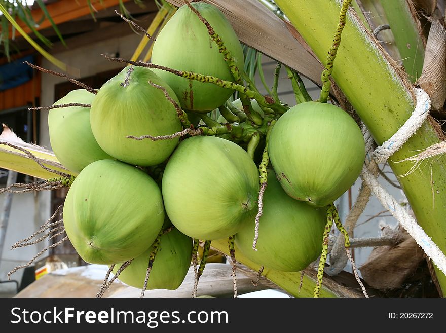 Closeup of tropical coconut fruit tree