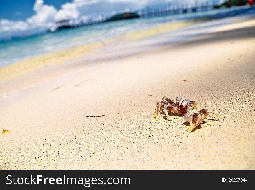 Photo of small crab on beautiful sandy beach. Photo of small crab on beautiful sandy beach