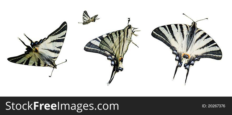 Clipart butterfly Iphiclides podalirius on a white background