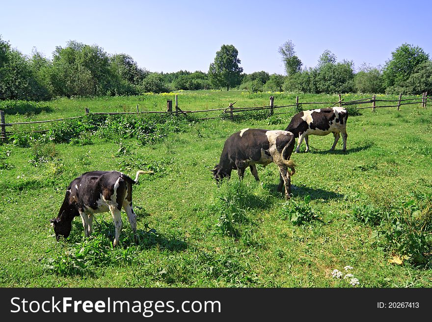 Cows on green meadow near old fence