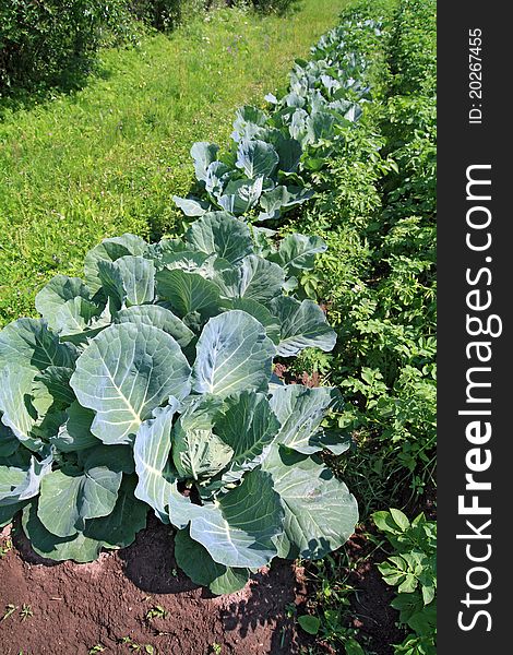 Head of cabbage in vegetable garden