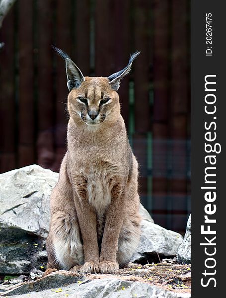 Caracal  In Zoo