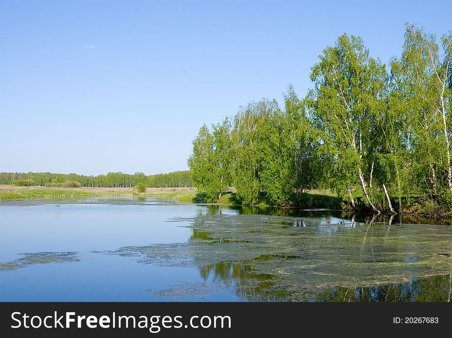 Beautiful summer landscape with a lake and birch