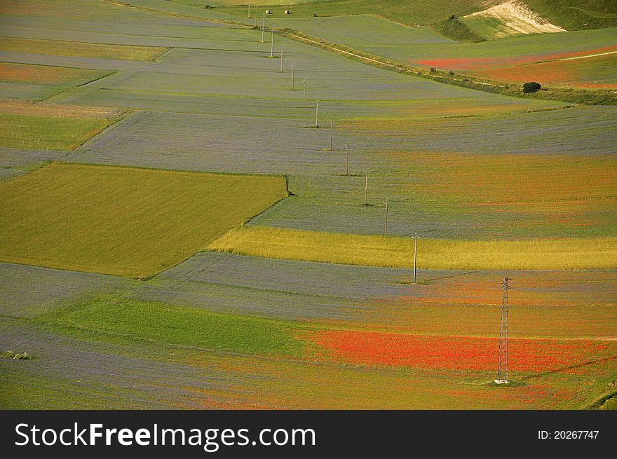 Coloured Fields