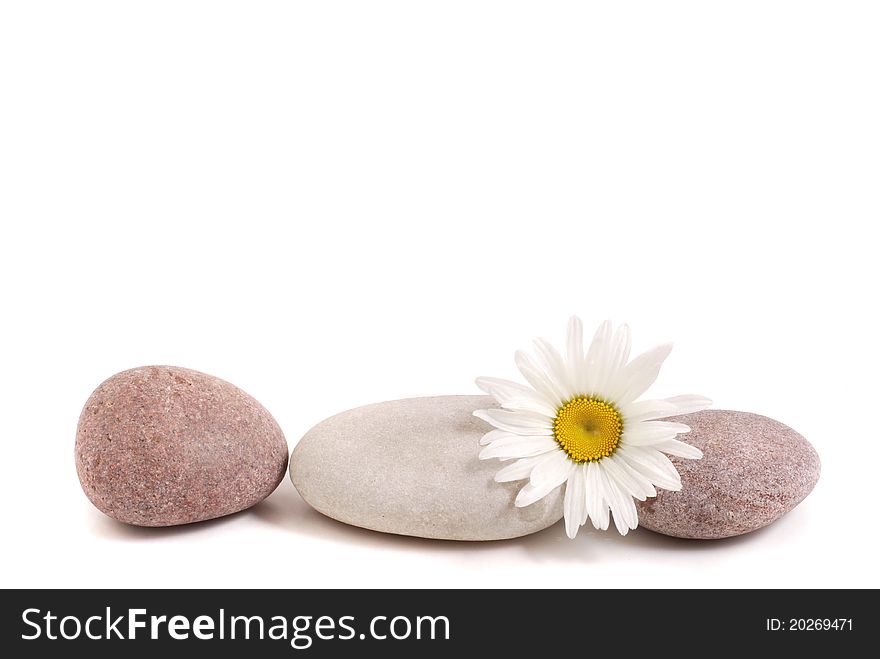 SPA STONE AND WHITE FLOWER,  marguerite. SPA STONE AND WHITE FLOWER,  marguerite