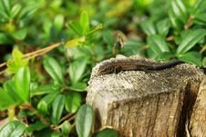 Little Lizard Stock Image