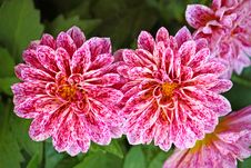 Dahlia Stock Photography Dahlia Stock Photography