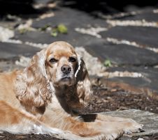 Buff Colored Cocker Spaniel Stock Photography Buff Colored Cocker Spaniel Stock Photography