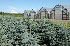 Greenhouse Plant Nursery, Oregon Stock Photography Greenhouse Plant Nursery, Oregon Stock Photography