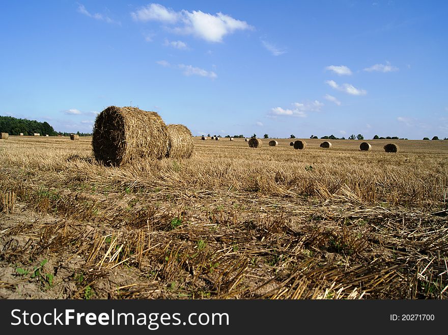 Stubble With Straw