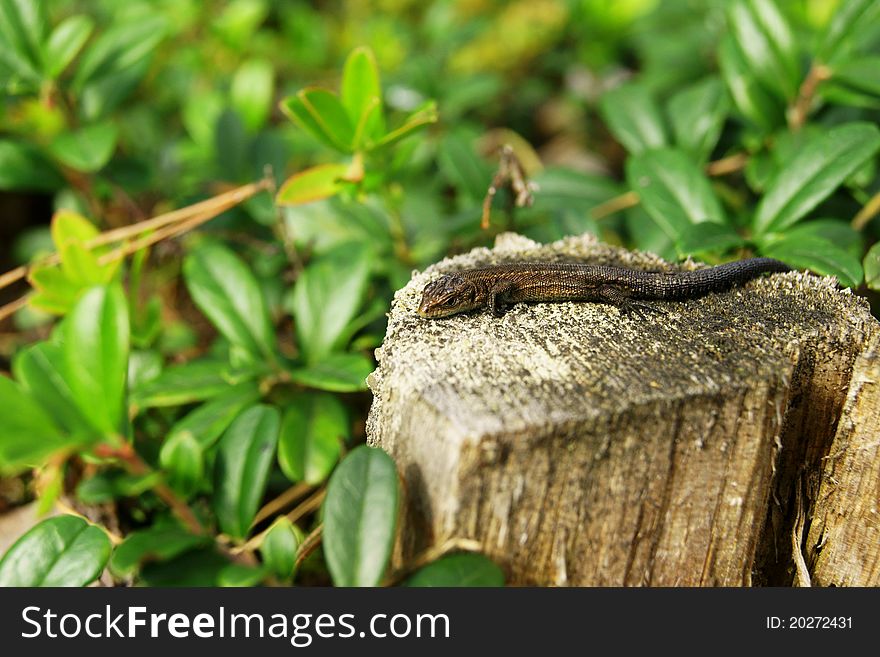 Little lizard on the meadow,Poland