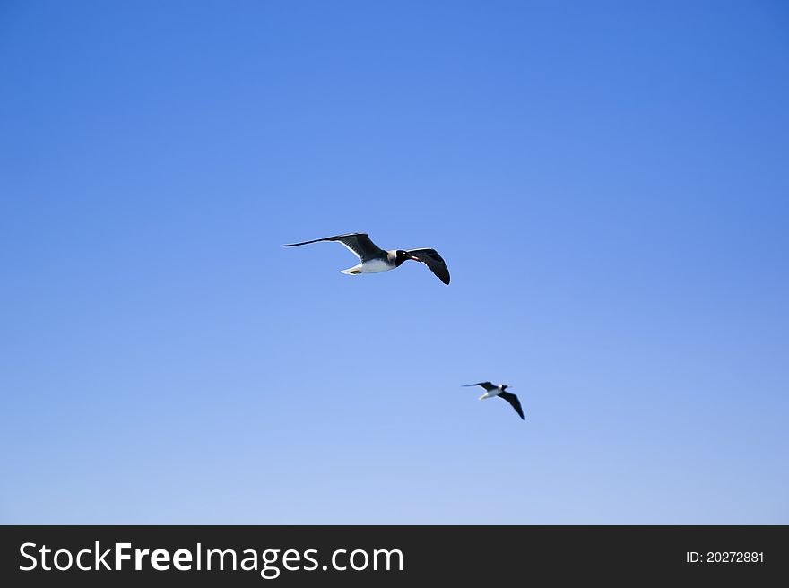 Seagulls flying in the clear blue sky. Seagulls flying in the clear blue sky