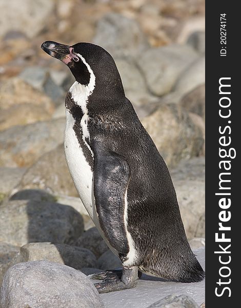 Close-up of a flightless Humboldt penguin. Close-up of a flightless Humboldt penguin