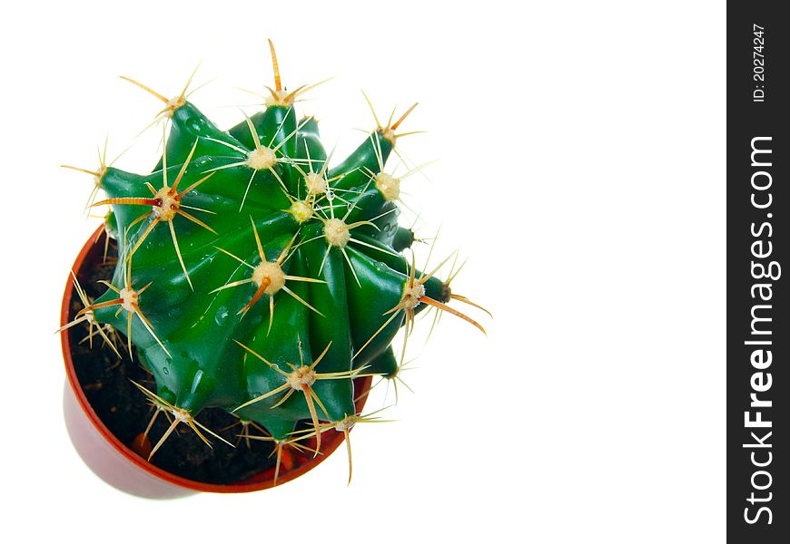 Green cactus, isolated on white