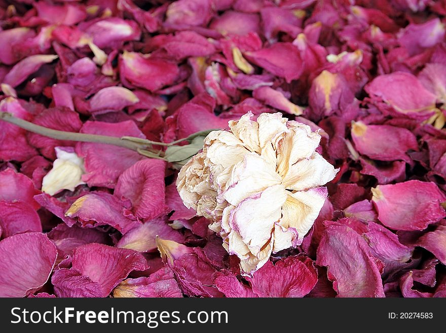 Dried white rose on background of rose petals. Dried white rose on background of rose petals