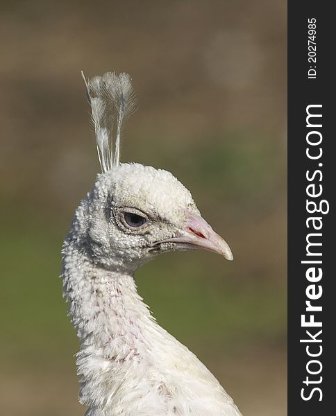 Close up portrait of a white peacock