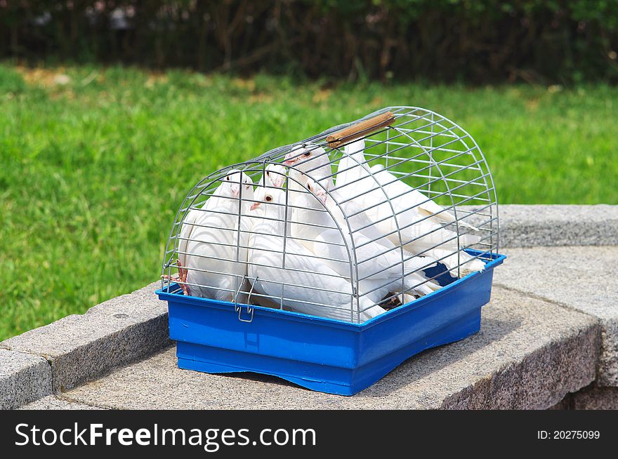 Pigeons in a cage on a background of grass fields