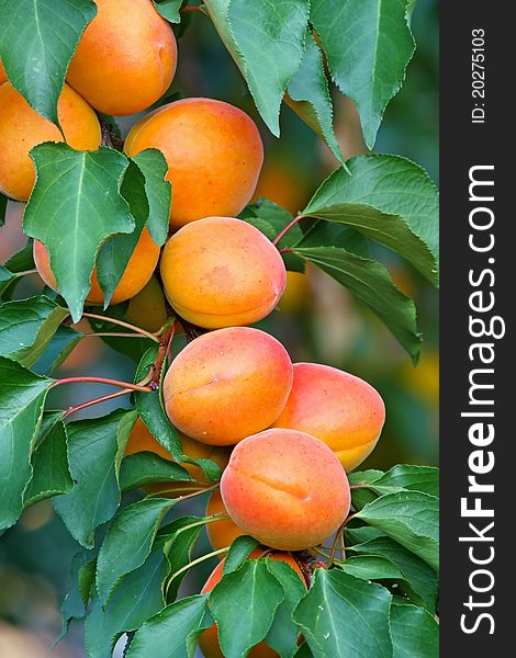 Fresh, colorful ripe apricots on branch