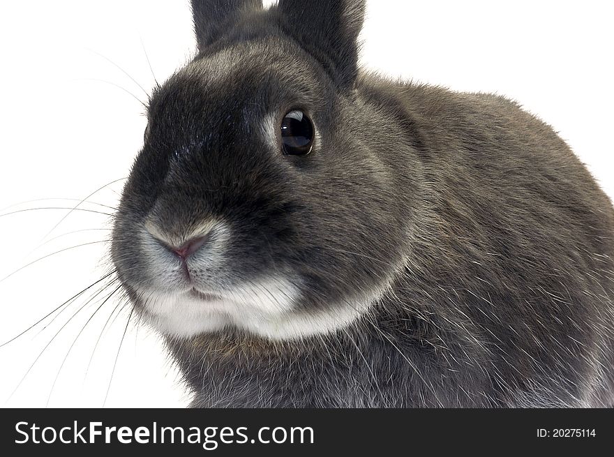 Portrait of a dwarf rabbit in studio on white background