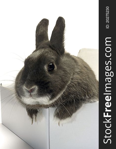 Portrait of a rabbit in a box to illustrate the shipment of goods and trade