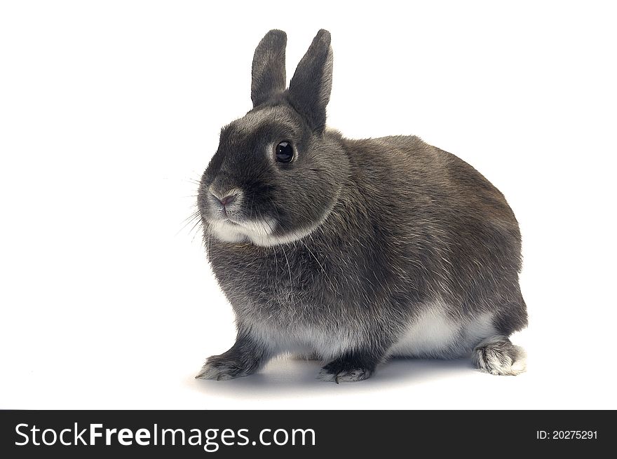 Portrait of a dwarf rabbit in studio on white background